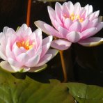 Lekno (Nymphaea) ´FABIOLA´ - ⌀ 5-10 cm, kont. P11